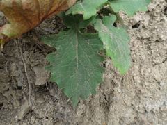 Saussurea neopulchella