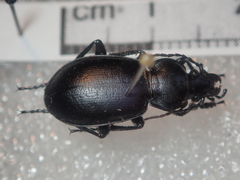 Carabus pumilio