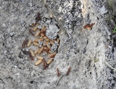 Amblyopone ferruginea