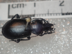 Carabus pumilio