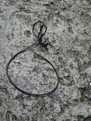 Chordodes formosanus