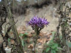 Saussurea neopulchella