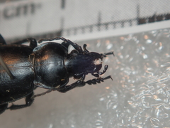 Carabus pumilio