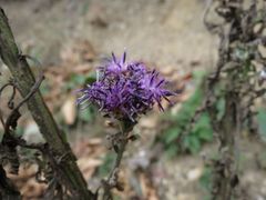 Saussurea neopulchella