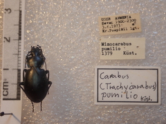 Carabus pumilio