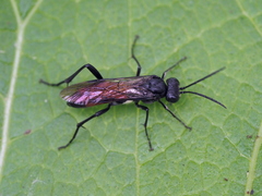 Macrophya blanda