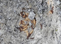 Amblyopone ferruginea