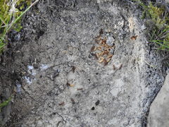 Amblyopone ferruginea