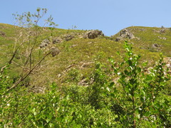 Searsia lucida lucida