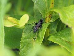 Arachnospila