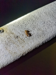 Camponotus variegatus