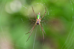 Leucauge levanderi