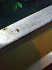 Camponotus variegatus