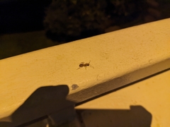 Camponotus variegatus