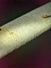 Camponotus variegatus