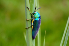 Sternocera aequisignata