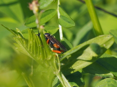 Macrophya rufipes