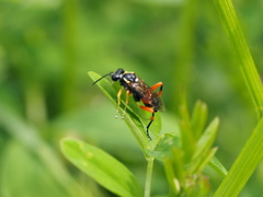 Macrophya rufipes