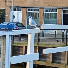 Chroicocephalus ridibundus