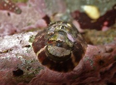 Onithochiton quercinus