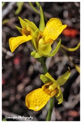 Orthochilus litoralis