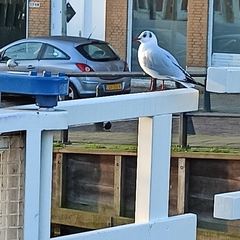 Chroicocephalus ridibundus