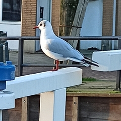 Chroicocephalus ridibundus