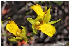 Orthochilus litoralis