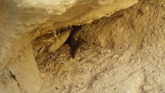 Chalcides ocellatus tiligugu