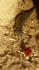 Chalcides ocellatus tiligugu