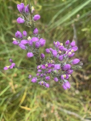 Comesperma retusum