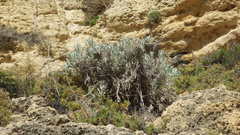 Helichrysum melitense
