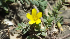 Hypericum aegypticum