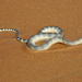 Graceful Small-headed Seasnake - Photo (c) Chief RedEarth, some rights reserved (CC BY-NC-ND), uploaded by Chief RedEarth