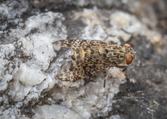Myennidini
