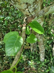 Vincetoxicum polyanthum