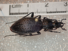 Carabus vanvolxemi