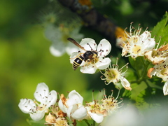 Gymnomerus laevipes