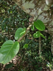 Vincetoxicum polyanthum