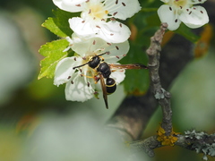 Gymnomerus laevipes