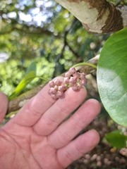 Vincetoxicum polyanthum