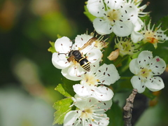 Gymnomerus laevipes