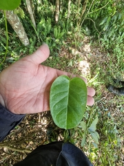 Vincetoxicum polyanthum