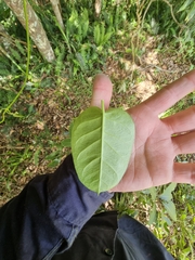 Vincetoxicum polyanthum