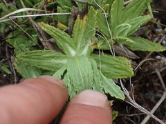 Celmisia prorepens