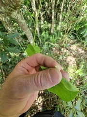 Vincetoxicum polyanthum