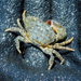 Smooth-handed Crab - Photo (c) René Campbell, some rights reserved (CC BY-NC), uploaded by René Campbell