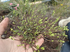 Gentianella grisebachii
