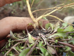 Gentianella grisebachii