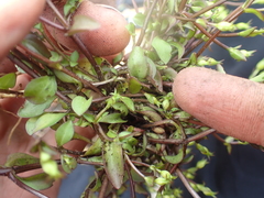 Gentianella grisebachii